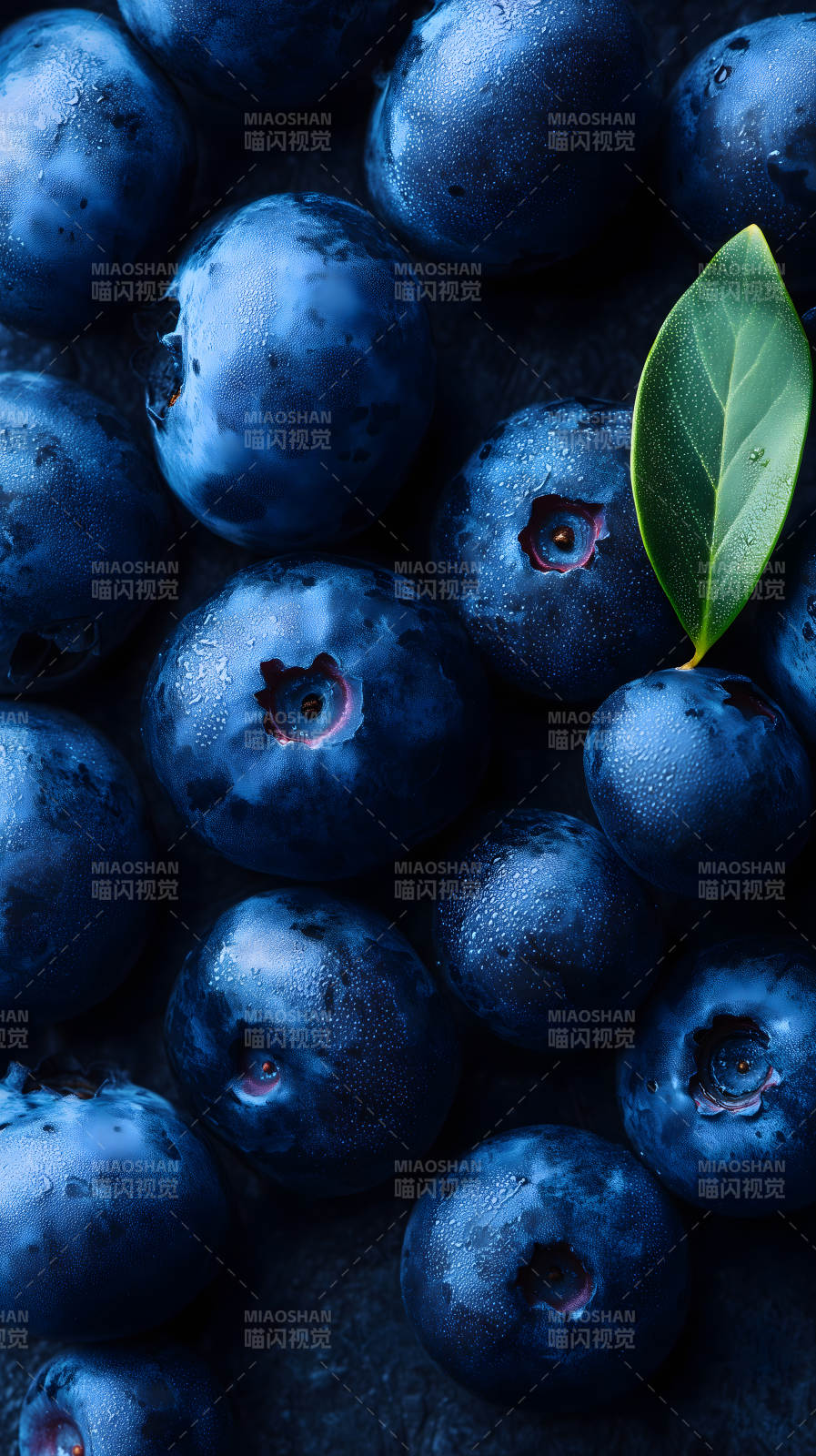 藍莓特寫清新誘人-圖片