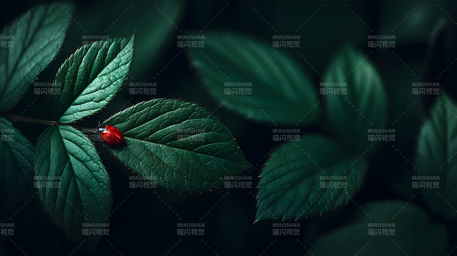 绿叶瓢虫特写-图片