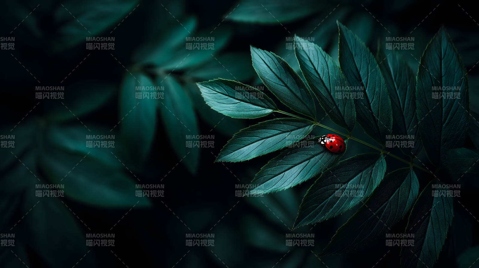 葉片上的瓢蟲微觀特寫-圖片