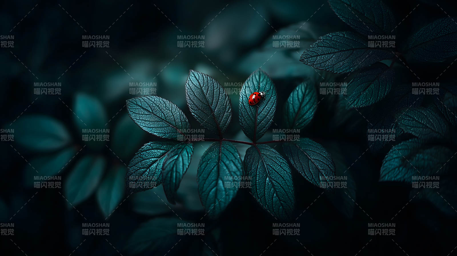 绿叶红瓢虫-图片