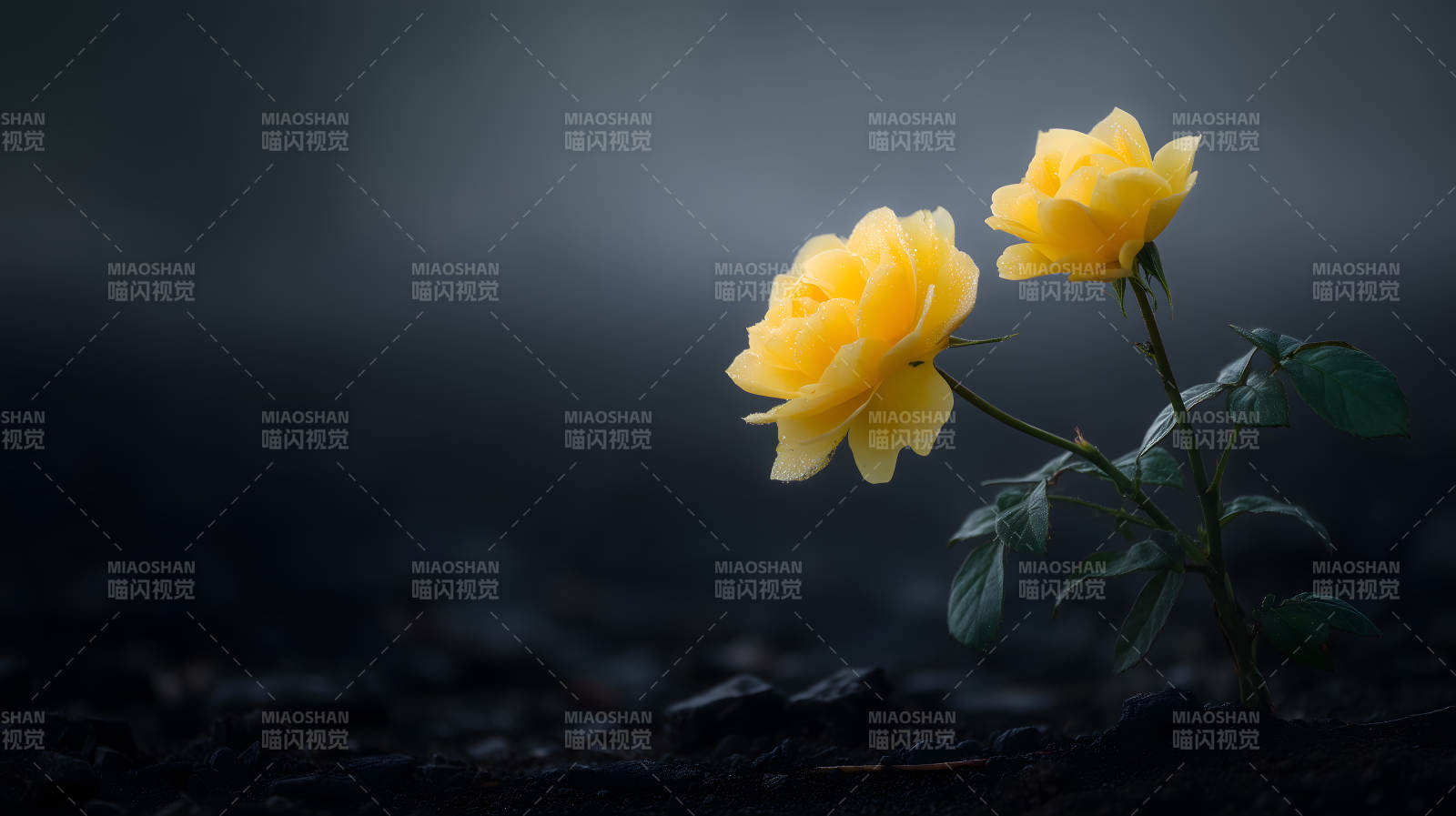 黄色玫瑰绽放黑暗中-图片