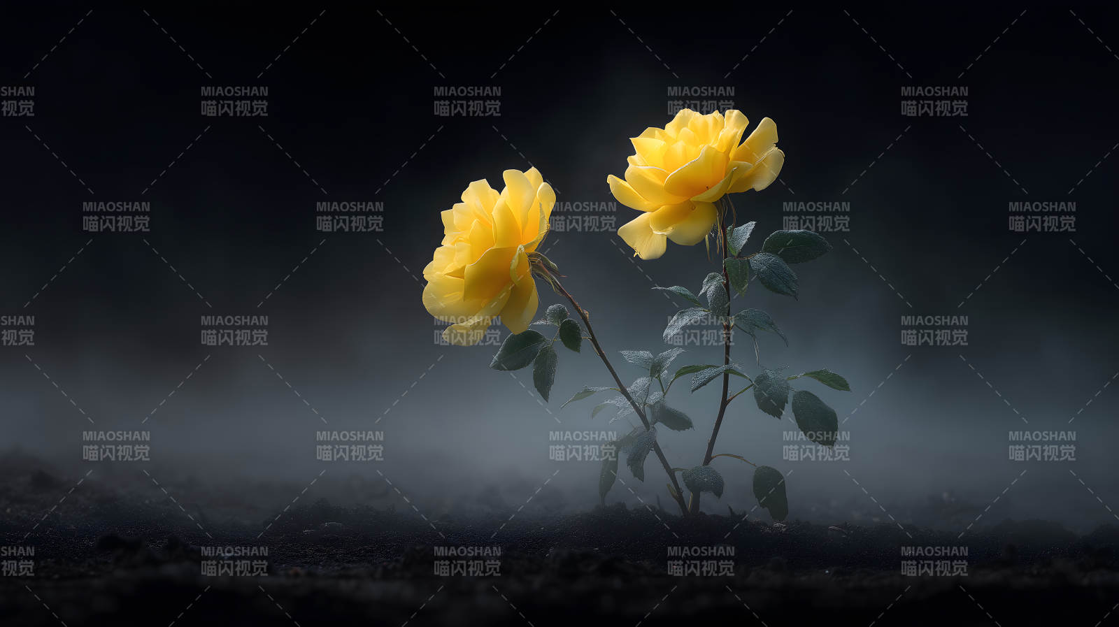 黄玫瑰盛开暗夜中-图片