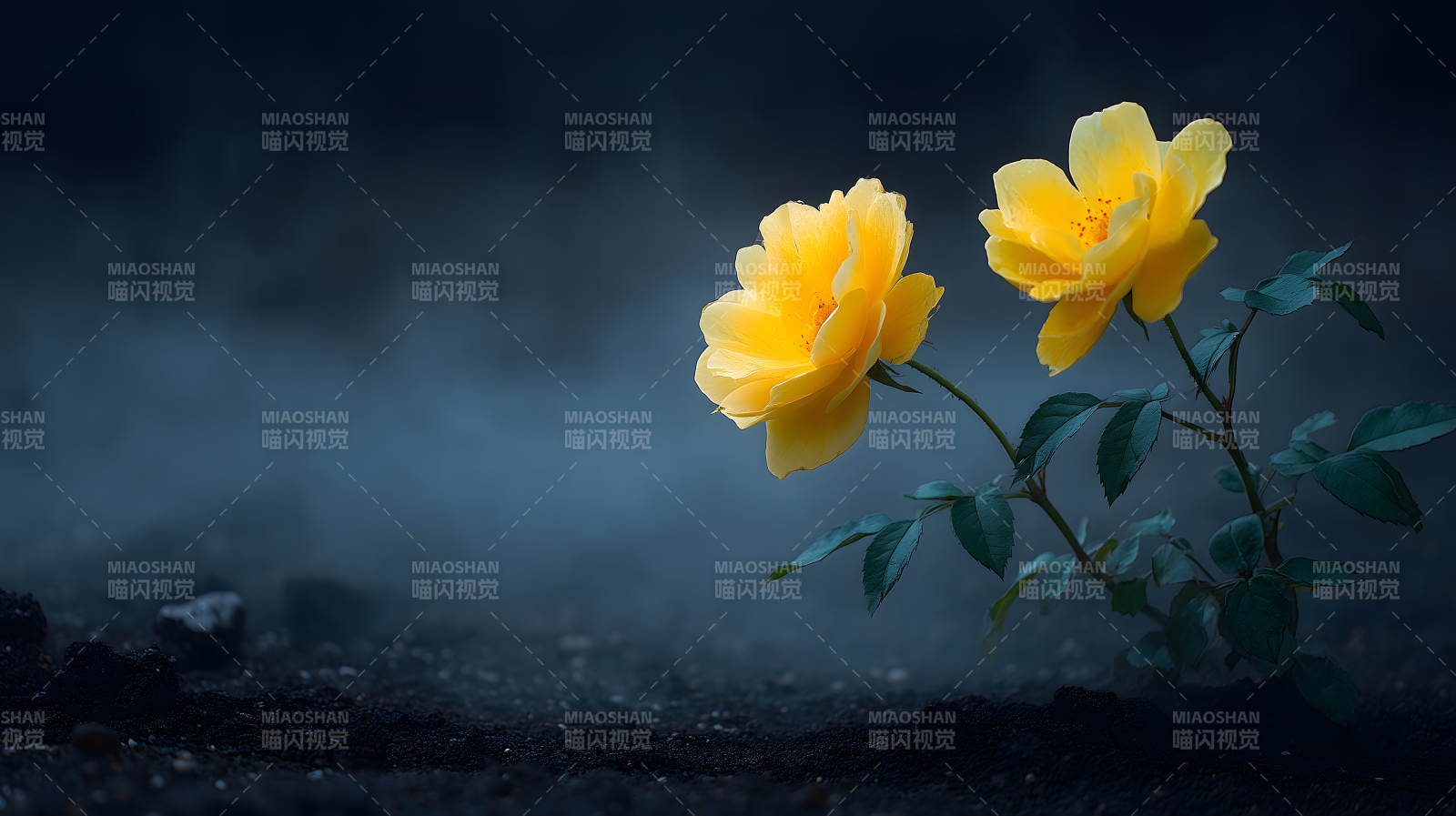 黄玫瑰绽放黑土地-图片