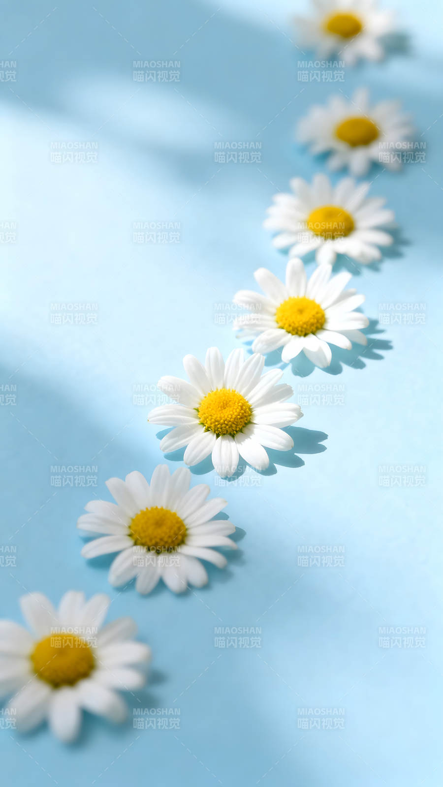 藍背景上排列著一排雛菊花朵-圖片