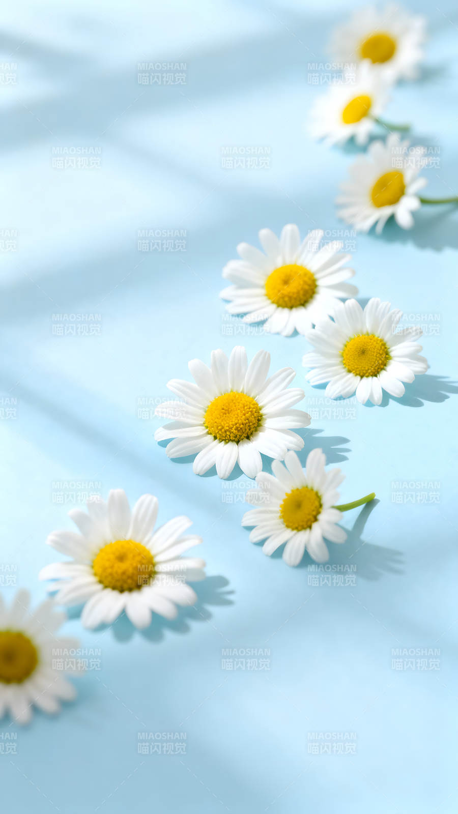藍色的背景上有幾朵雛菊花-圖片