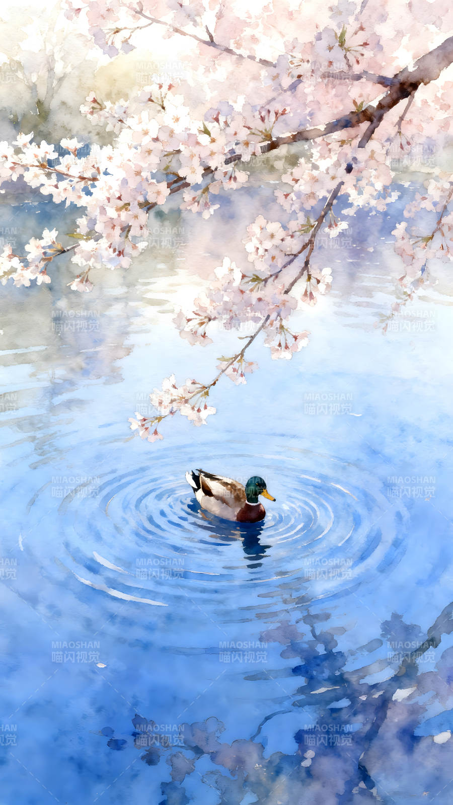 櫻花樹下鴨子戲水-圖片