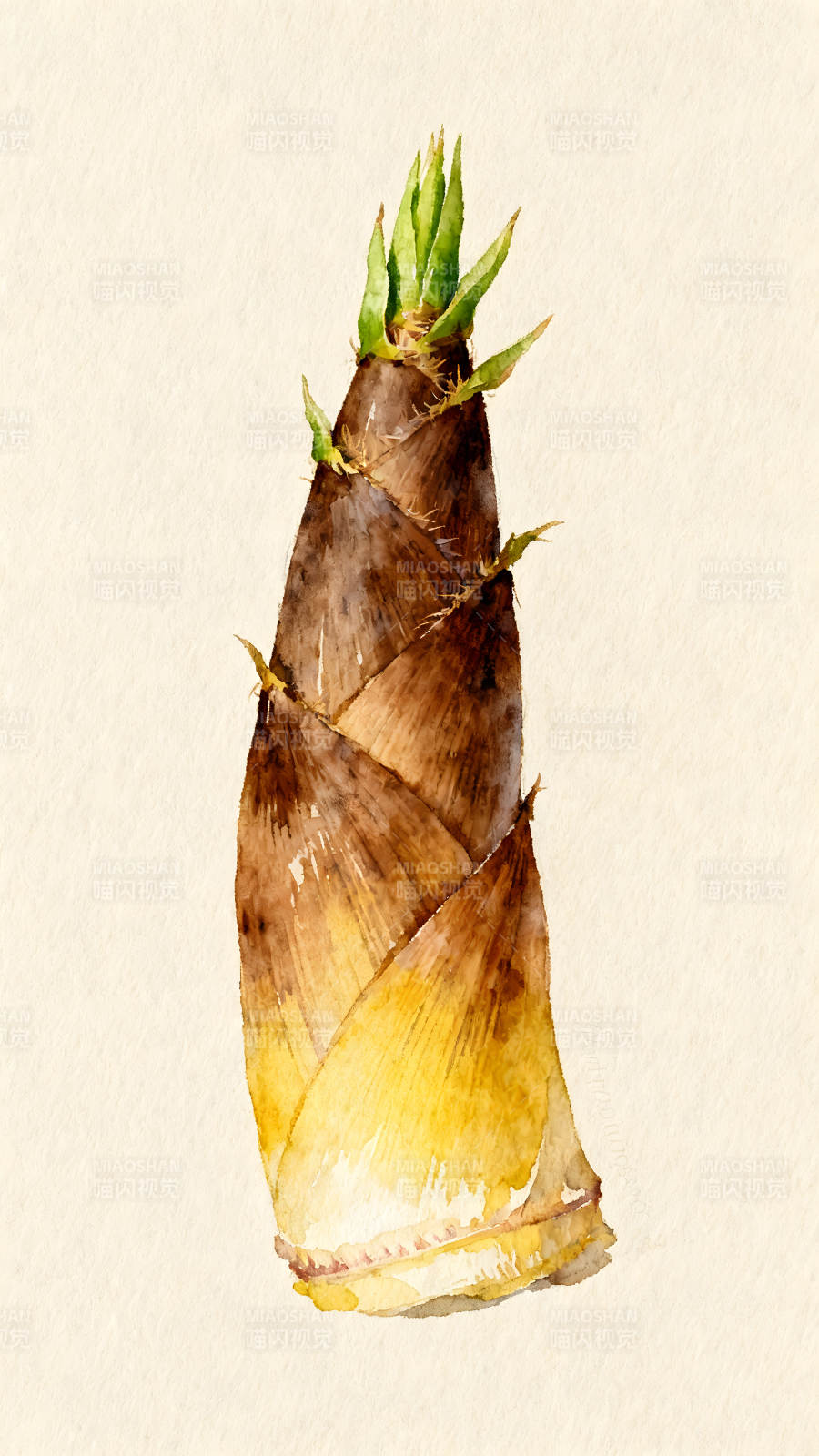 水彩風格的竹筍繪畫作品-圖片