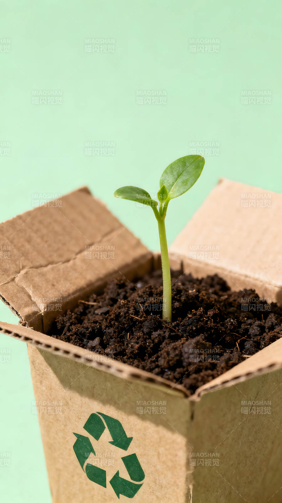 纸盒里的嫩芽生长绿色环保概念-图片