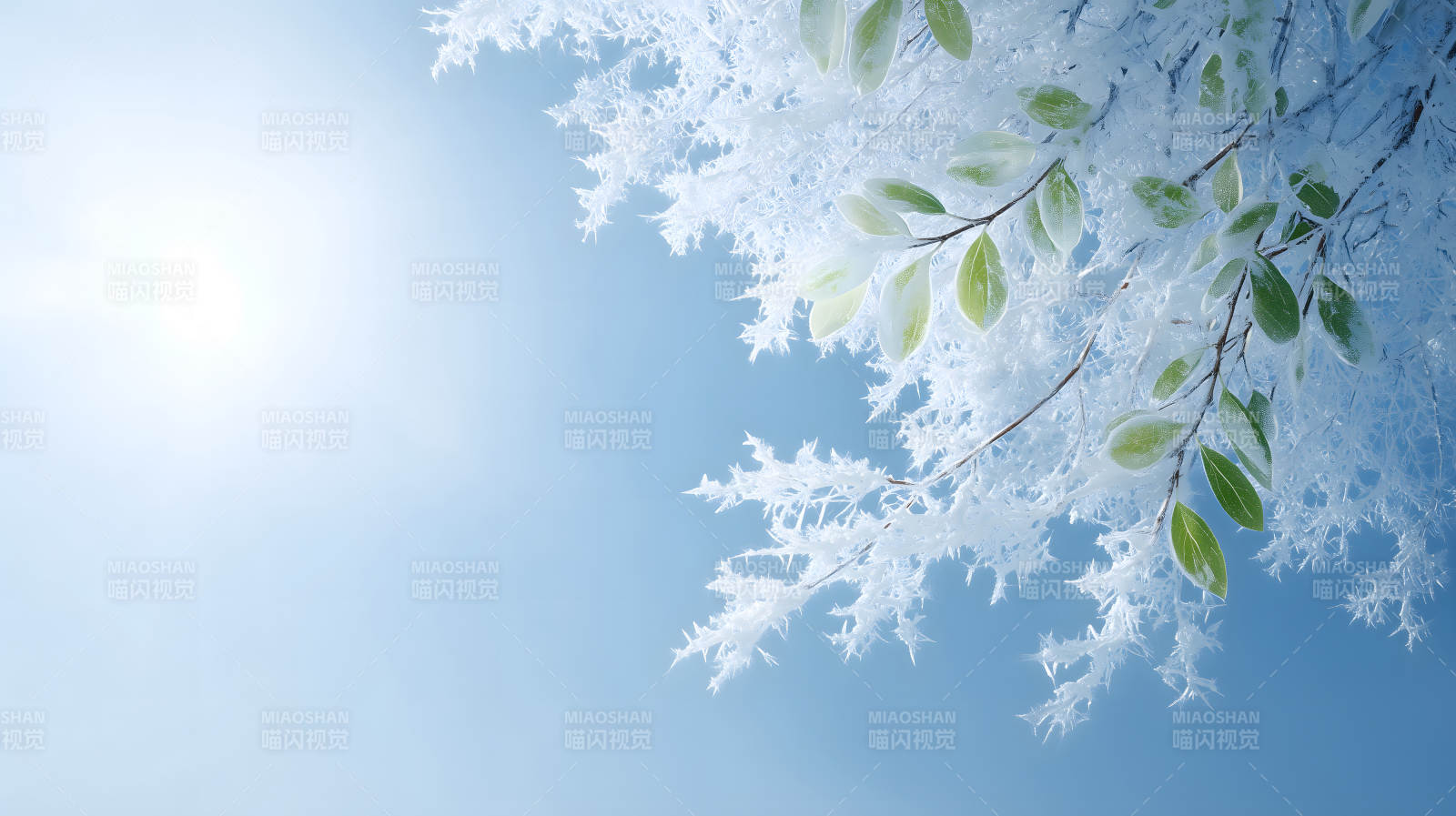 冰雪覆蓋的樹枝和綠葉在藍天下-圖片