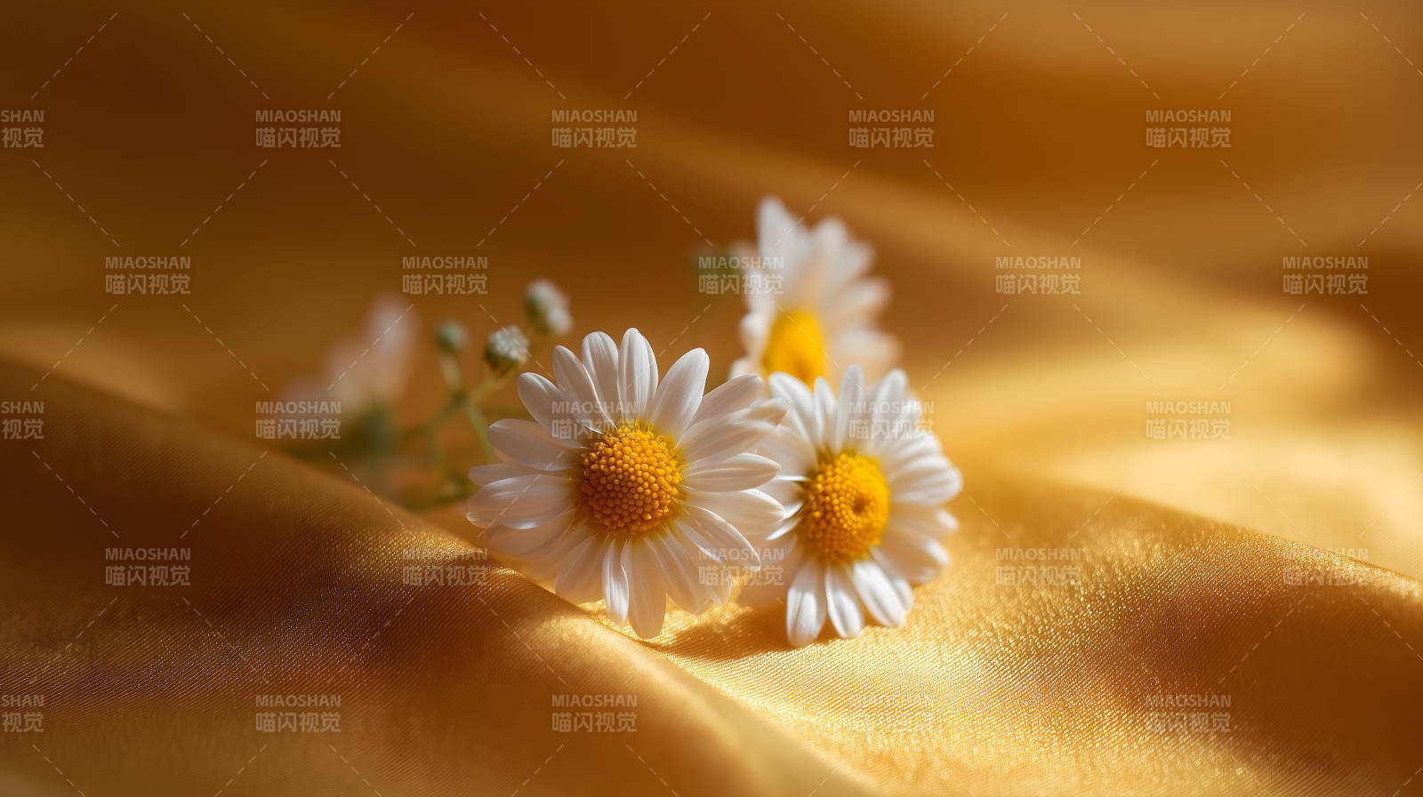 白色雛菊盛開在金黃色綢緞上-圖片