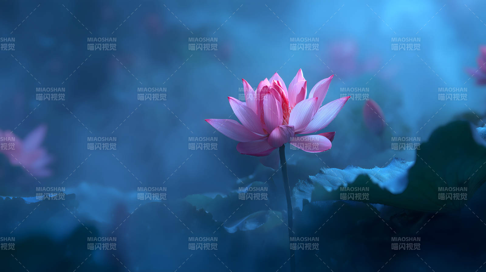 靜謐的蓮花盛開(kāi)在水面-圖片