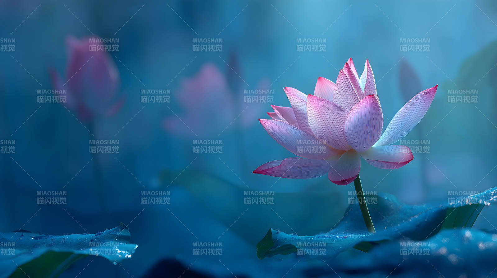 静谧莲花绽放于水面唯美意境-图片