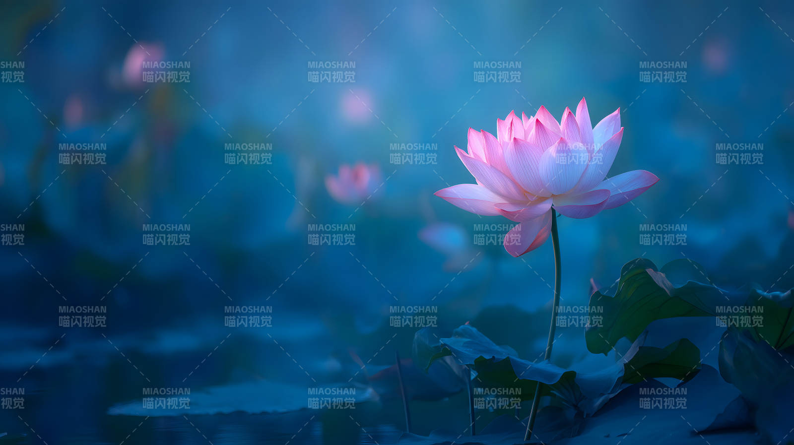 静谧莲花盛开朦胧水面-图片