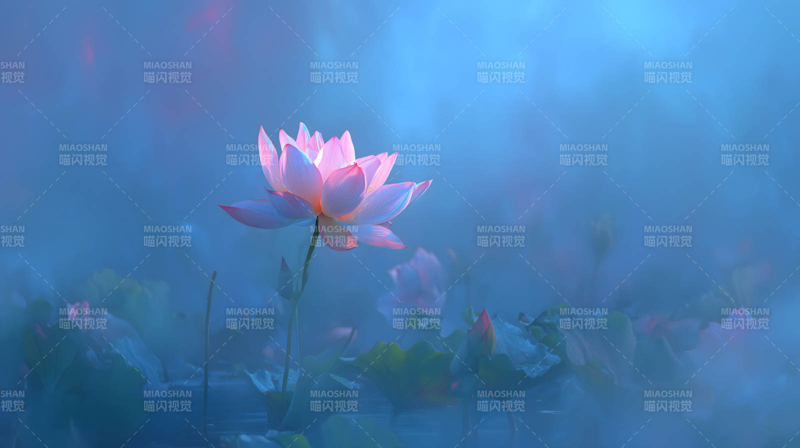 唯美莲花绽放水面意境悠远-图片