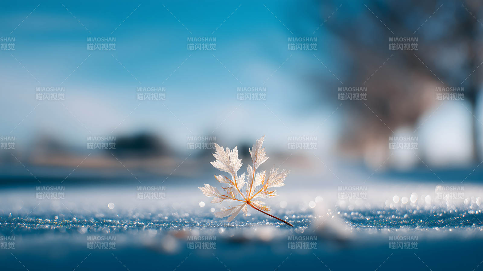 冬日落葉晶瑩剔透-圖片