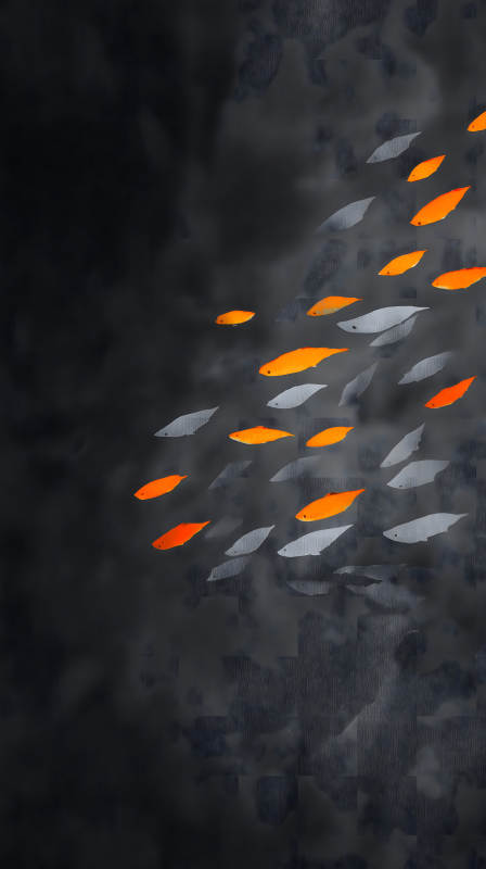 橙色鱼群在深色背景中游动-图片