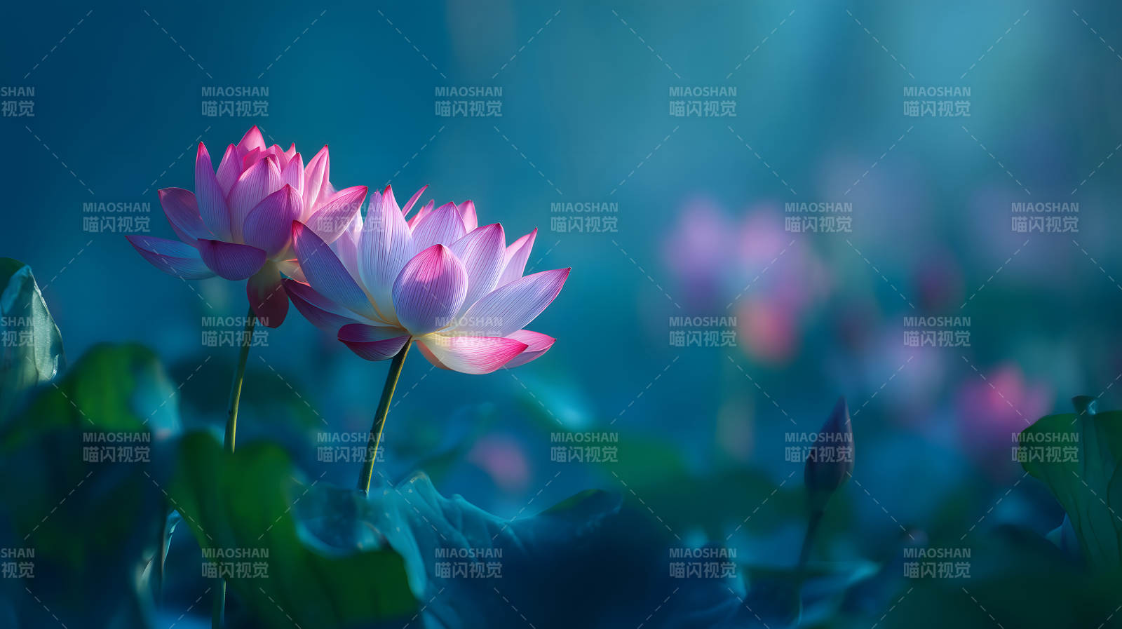 粉色蓮花在藍色背景下綻放-圖片