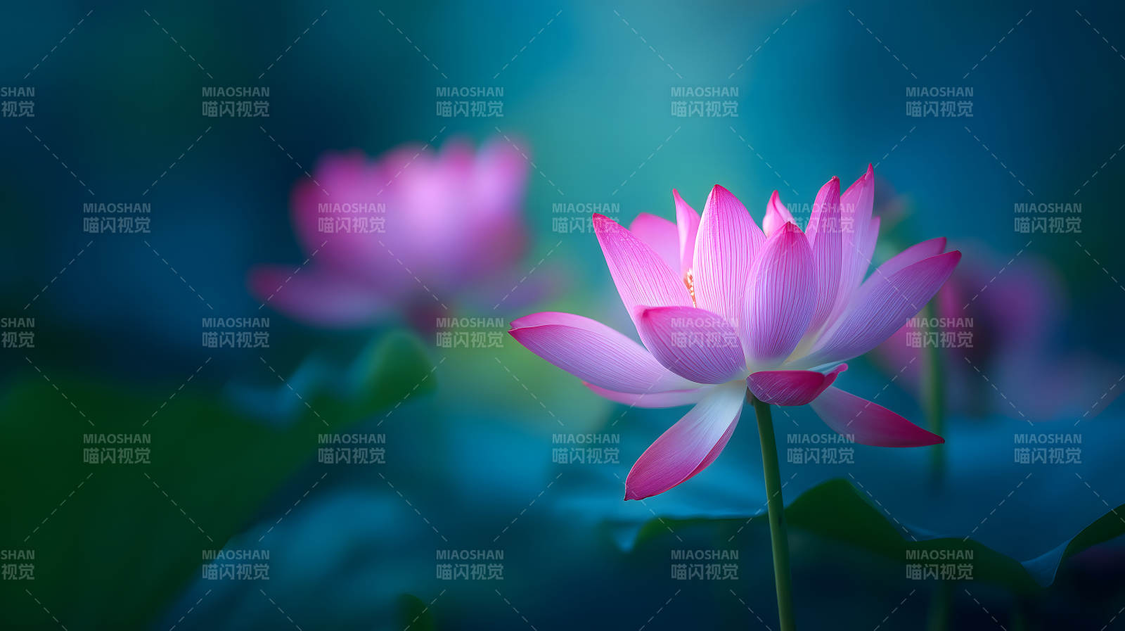 粉色蓮花綻放幽靜唯美-圖片