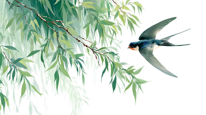 翠綠柳枝與飛翔燕子圖-圖片