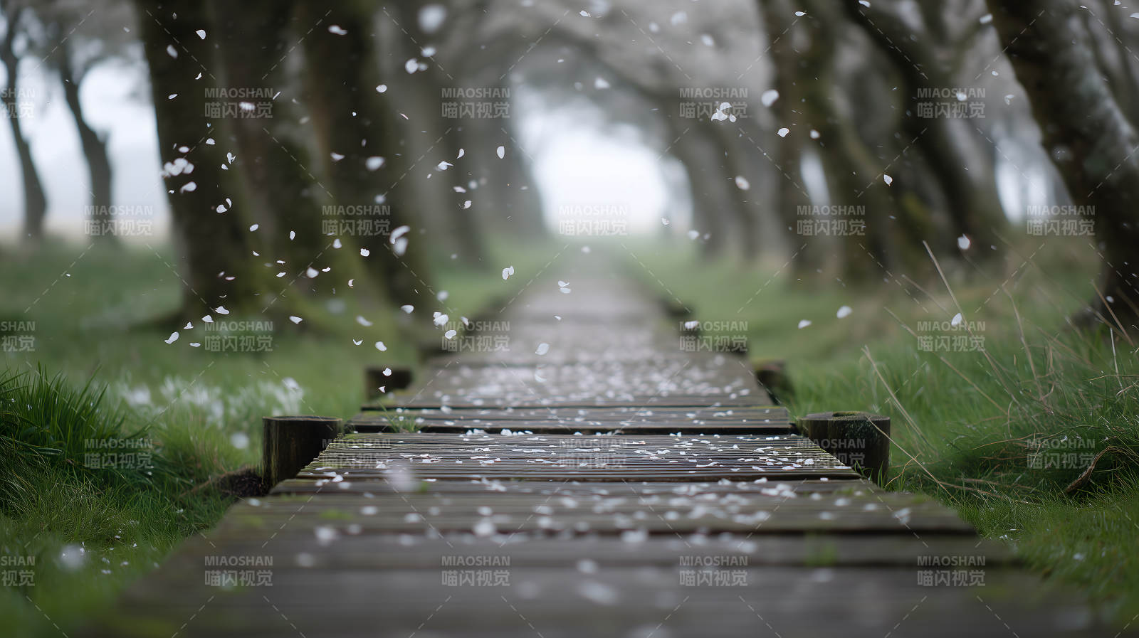 林間棧道花瓣飄落的景象圖片