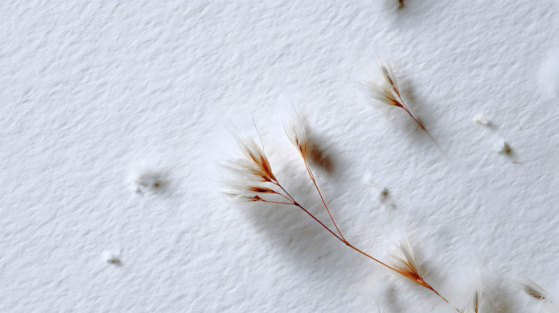 白色背景上的植物-圖片