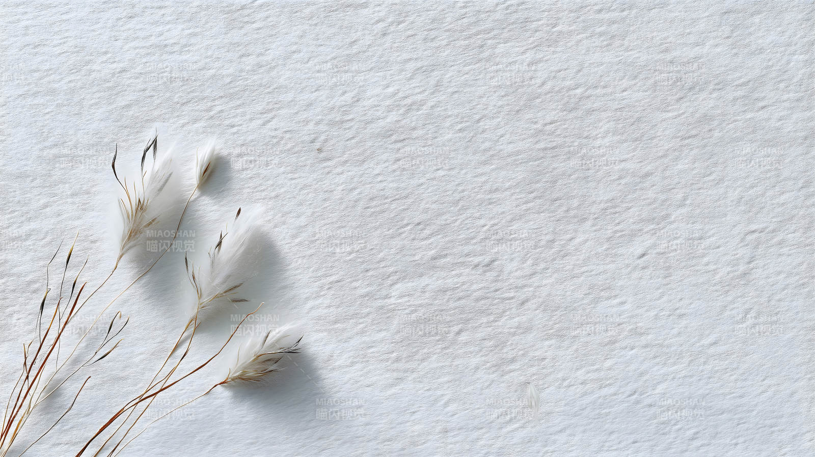 白色背景下的羽毛植物-圖片