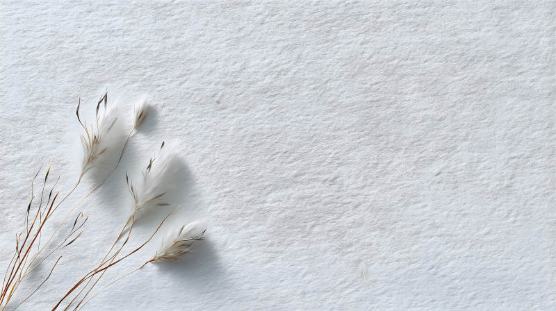 白色背景下的羽毛植物-圖片