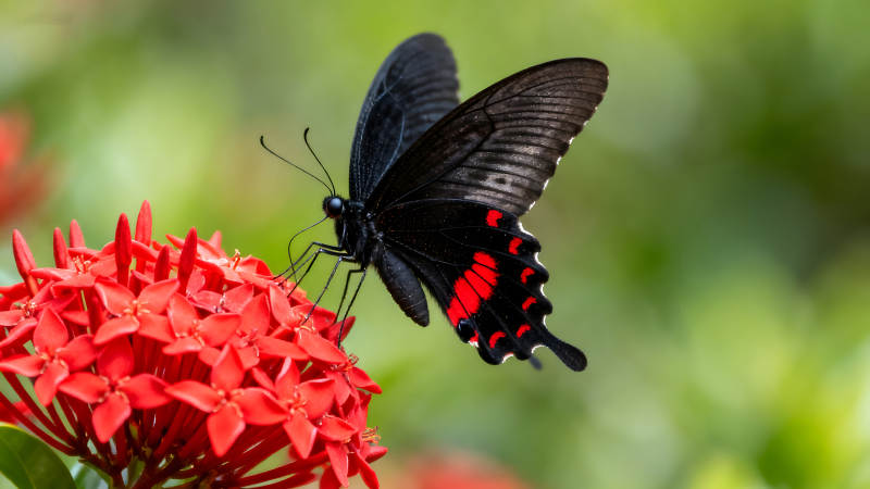 黑蝴蝶停歇在紅花上-圖片