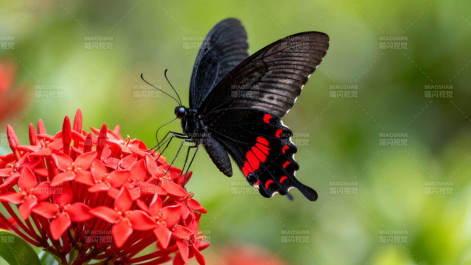 黑蝴蝶停歇在紅花上-圖片