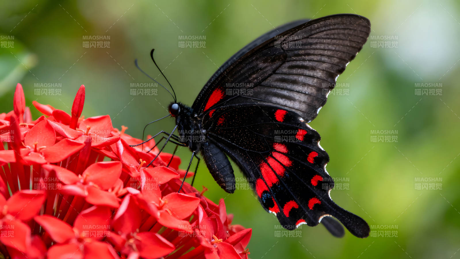 紅花上的黑蝴蝶-圖片