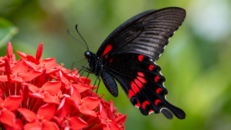 紅花上的黑蝴蝶-圖片