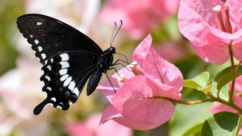 黑蝴蝶粉紅花朵攝影特寫-圖片