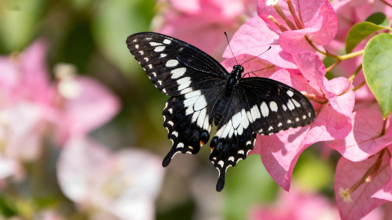 蝴蝶在粉色花朵上休憩-圖片