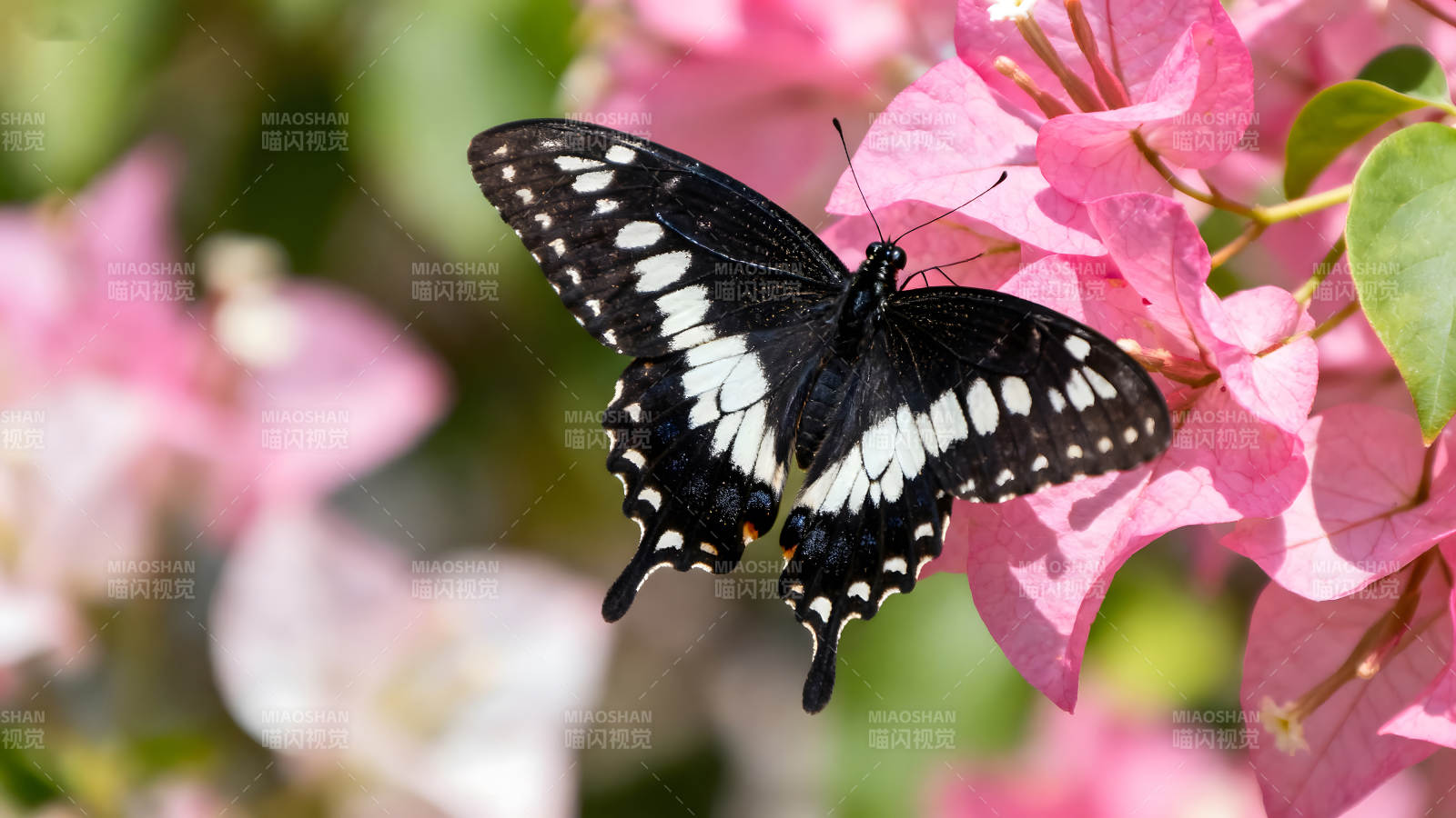 蝴蝶在粉色花朵上休憩-圖片