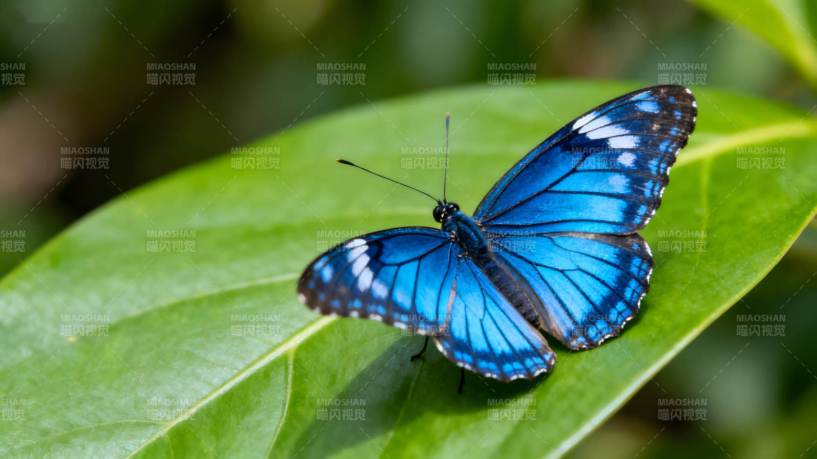 藍(lán)蝴蝶停在綠葉上姿態(tài)優(yōu)美-圖片