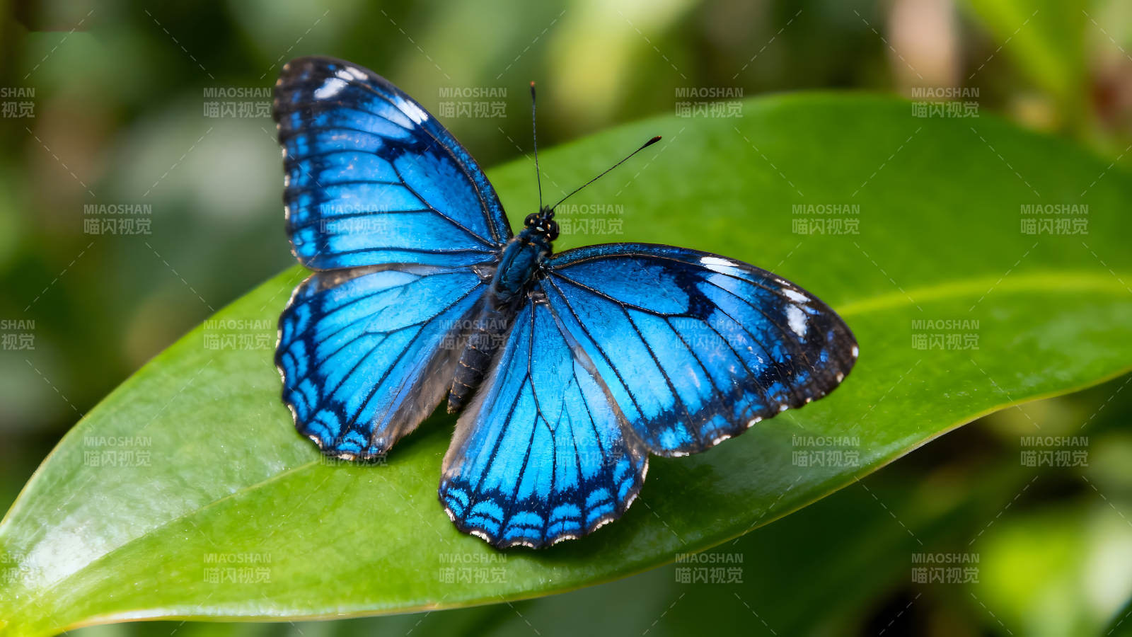 藍色蝴蝶停在綠葉上-圖片