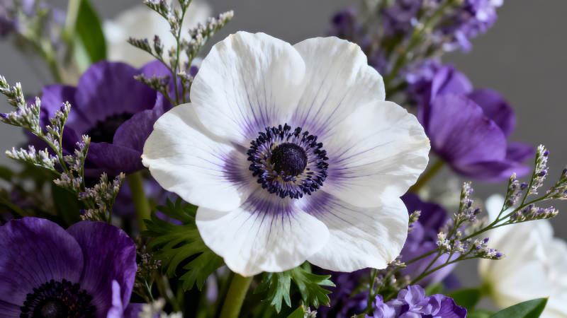 白色花朵與紫色花束特寫-圖片