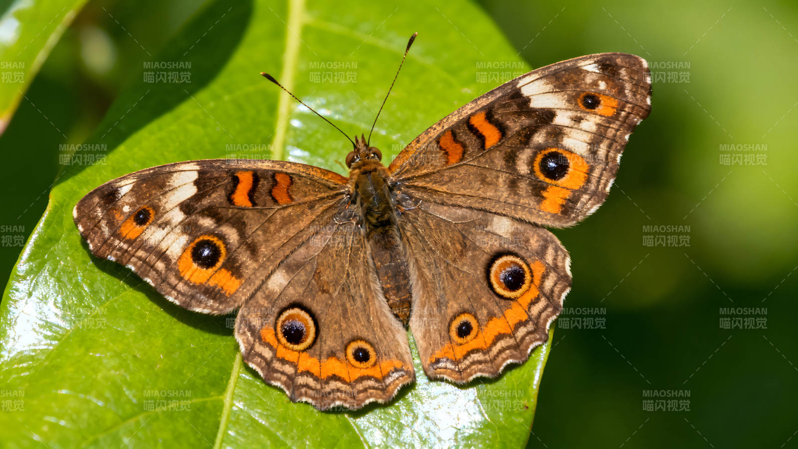 蝴蝶棲息在綠葉上顏色鮮艷-圖片