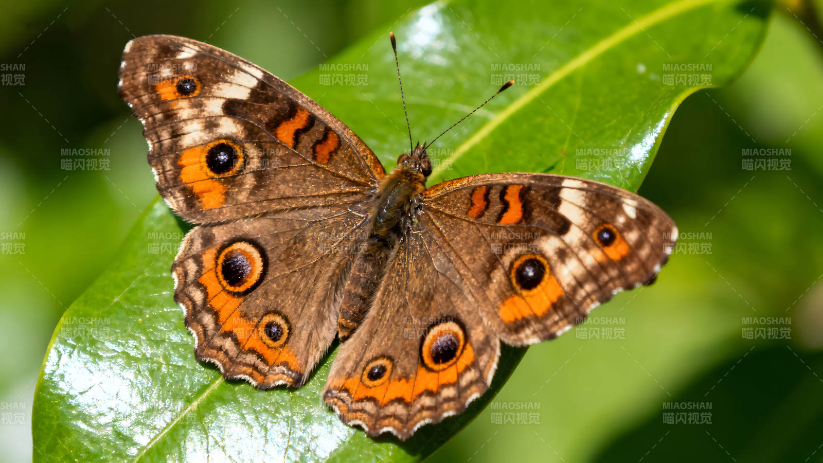 蝴蝶停在綠葉上展開翅膀-圖片