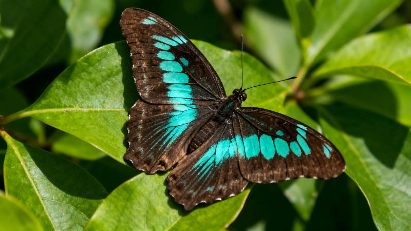 翠藍蝶停于綠葉之上-圖片