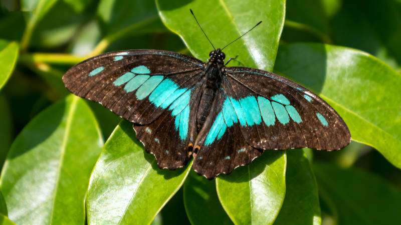翠藍蝶翼停駐綠葉之上-圖片