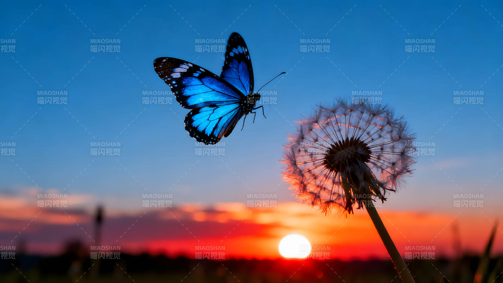 藍蝶飛舞夕陽下蒲公英-圖片