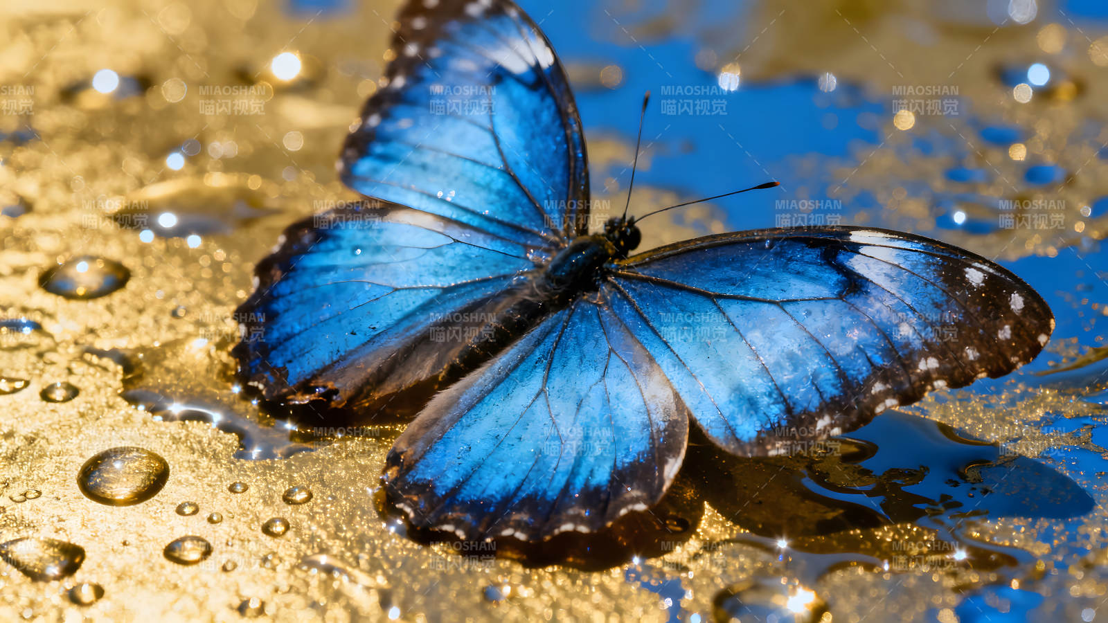 藍蝴蝶在金色液體中展開翅膀圖片