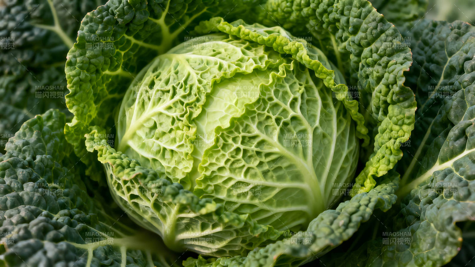 翠绿卷心菜细节特写图片