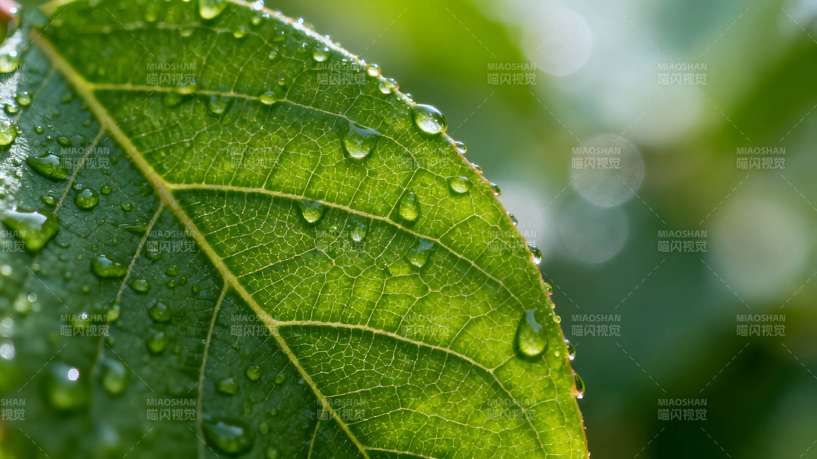 綠葉水珠細節(jié)特寫光線通透質(zhì)感-圖片