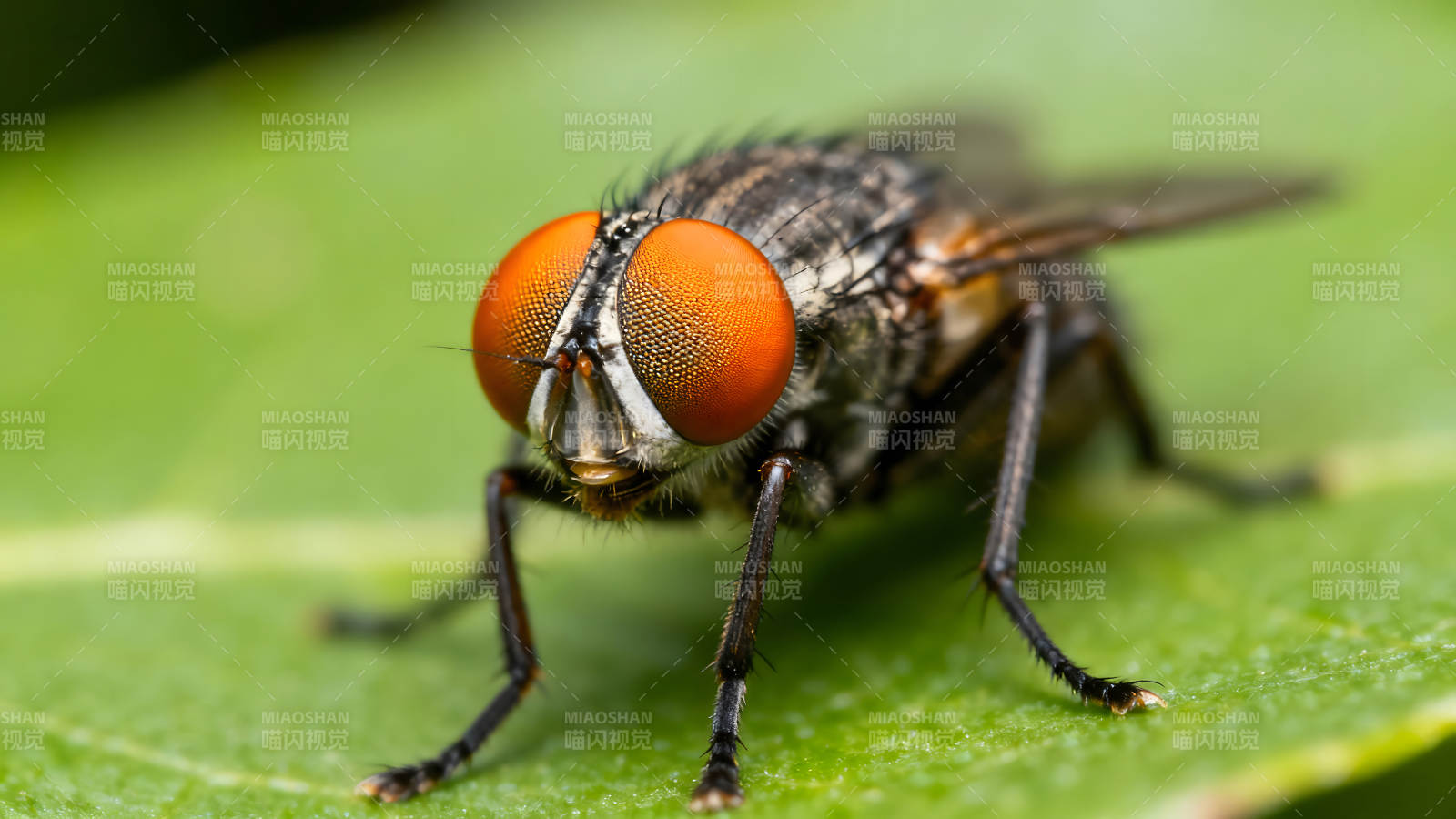 特寫蒼蠅在綠葉上眼睛炯炯有神圖片