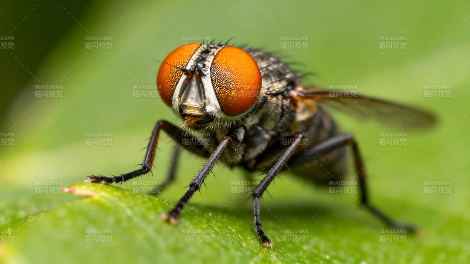 一只蒼蠅在綠葉上特寫鏡頭-圖片