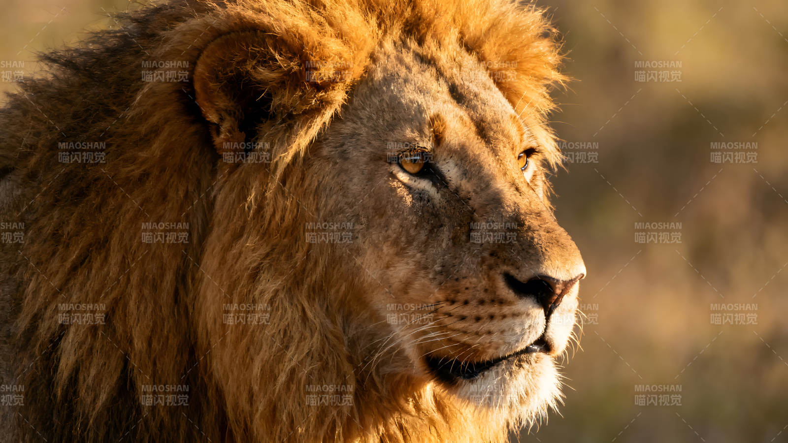 雄獅特寫陽光照耀眼神犀利圖片