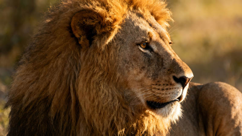 雄狮侧面特写阳光照射毛发质感-图片