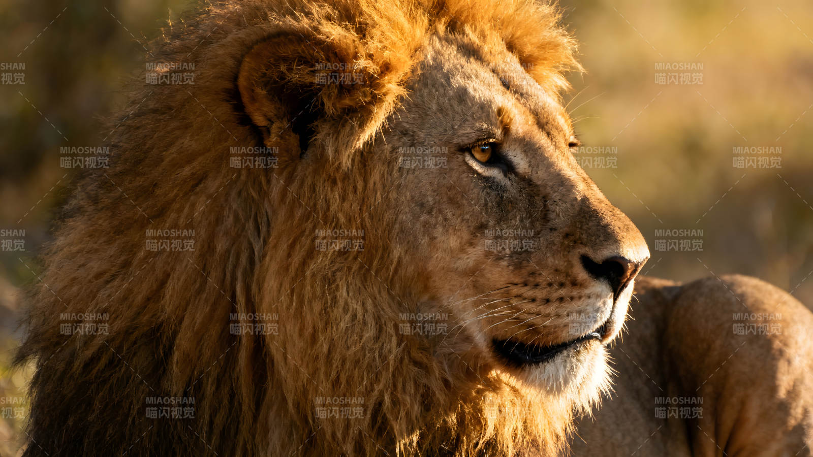 雄獅側面特寫陽光照射毛發質感-圖片